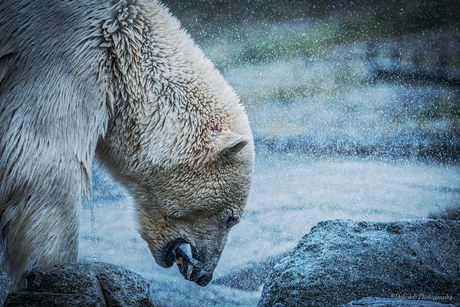 Visje als ontbijt ...
