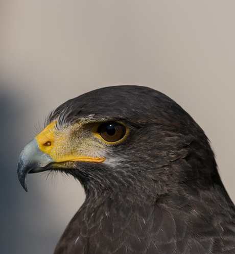 Woestijnbuizerd