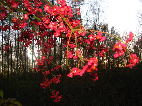 bloemetjes