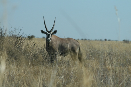 Gemsbok