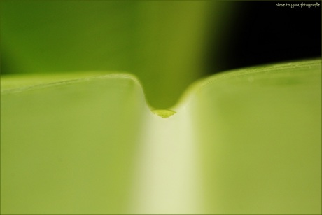 just a little drop of water on a leaf...