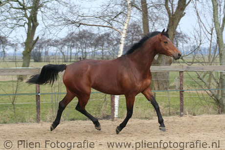 Paard 1