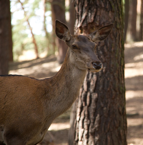 In het bos 1.jpg