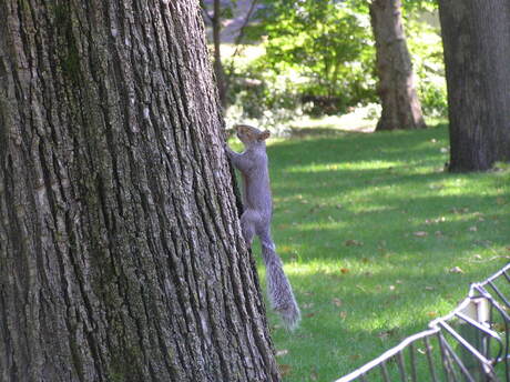 Squirrel in Central Park