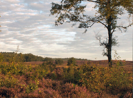 Veluwe