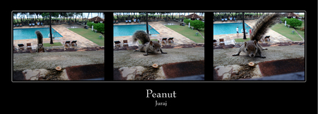 Peanut