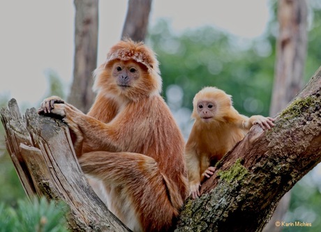 Nieuwsgierige aapjes