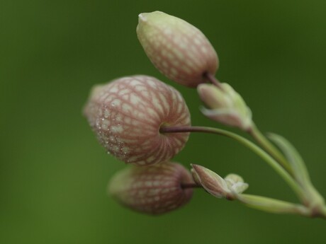 Bloemen met druppels