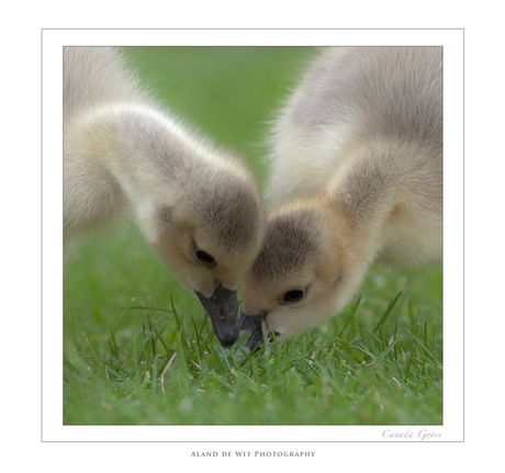 Canada Goose youngsters