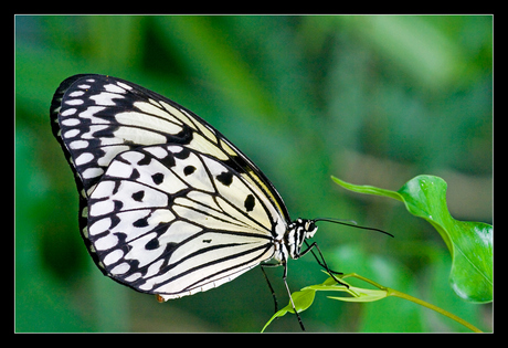 Tropische vlinder
