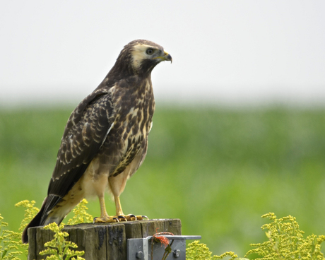 Buizerd