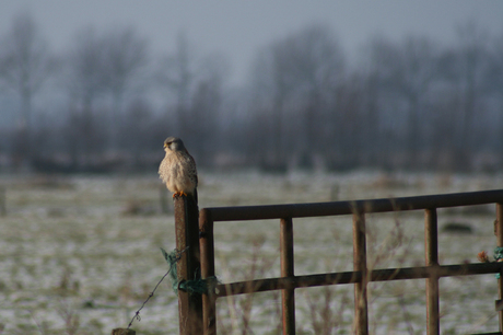 Roofvogel