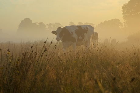 Koe bij zonsopkomst