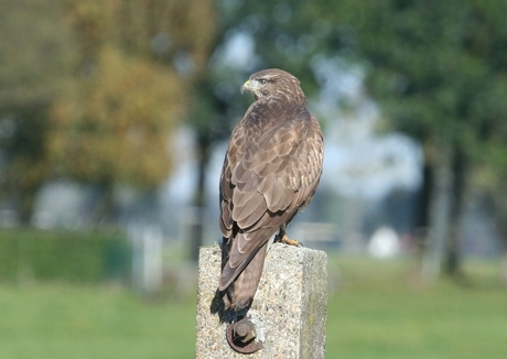 Buizerd