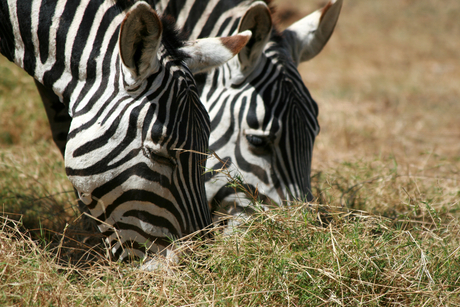 Zebra