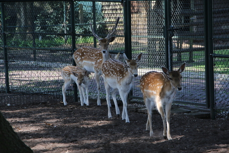 Familie Hertendam