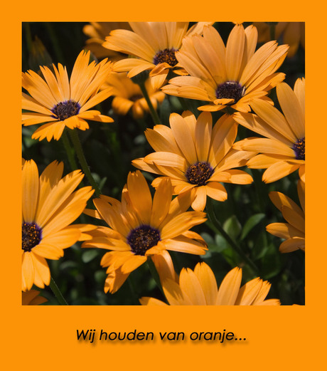 Wij houden van oranje...