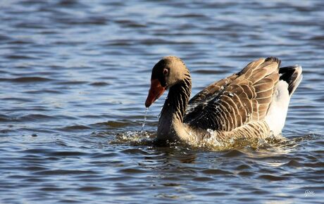 Grauwe gans