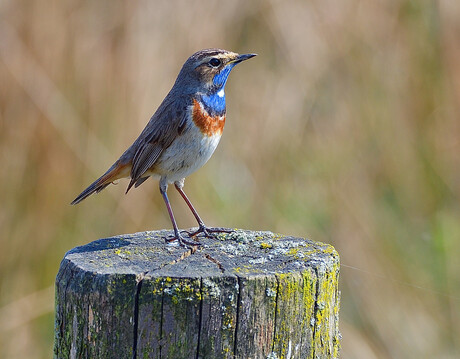 blauwborst