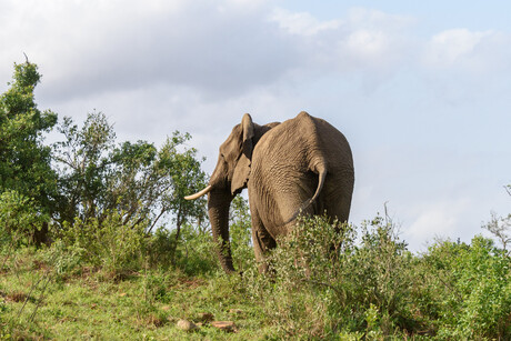 Olifant Zuid Afrika