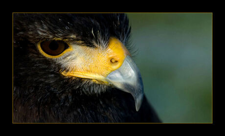 Woestijnbuizerd