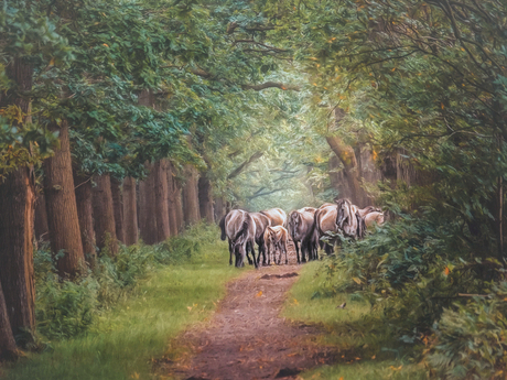 konikpaarden in het bos