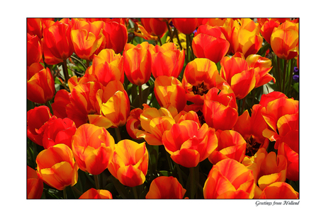 tulpen uit Nederland