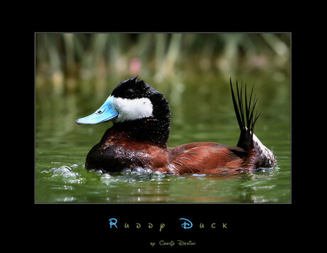 Ruddy Duck (de neef van...)