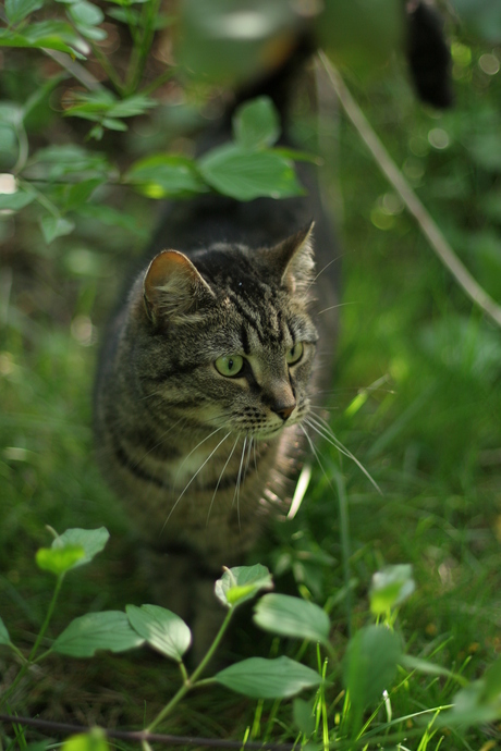 Mijn kat