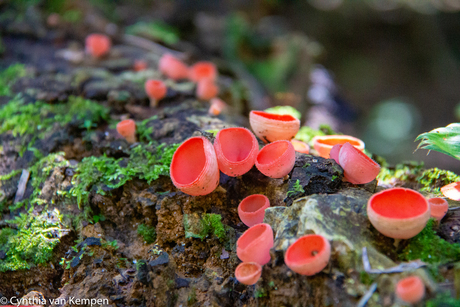 Rode paddestoelen in de jungle