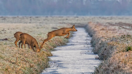 Slootje springende reeën