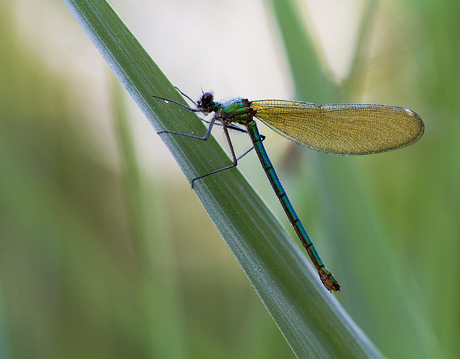 lady in green