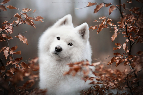 Nanuq