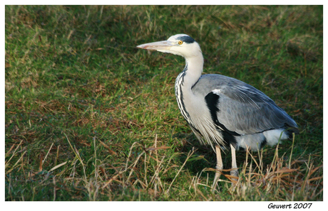 Reiger op uitkijk