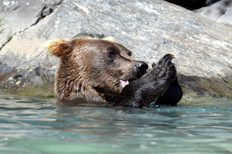 5- Beren van Wolverine Creek Alaska