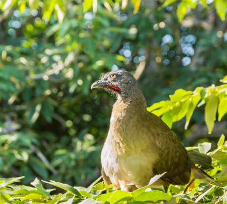 chachalaca