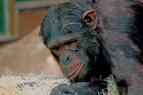 Een oude chimpansee