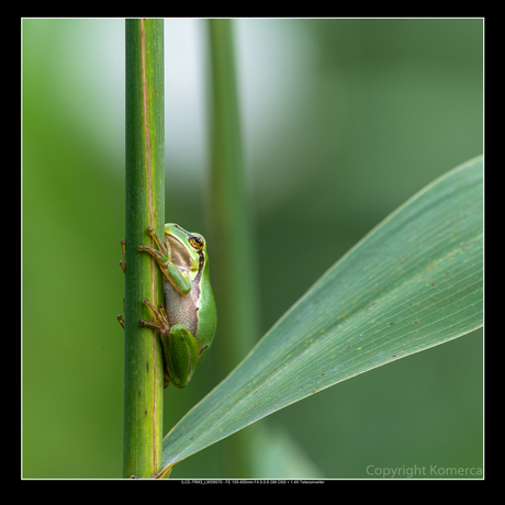 Groene kikker