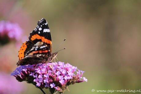 late vlinder? 10 oktober 2014