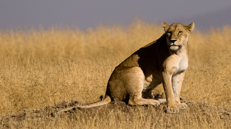 Leeuw in Serengeti