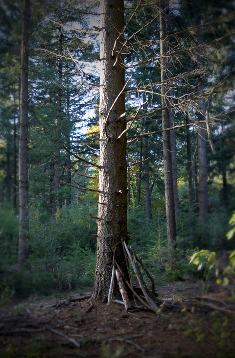 A LONELY TREE