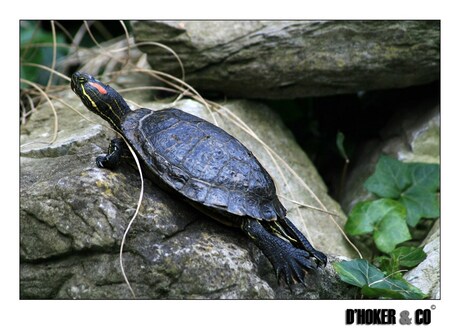 Turtle