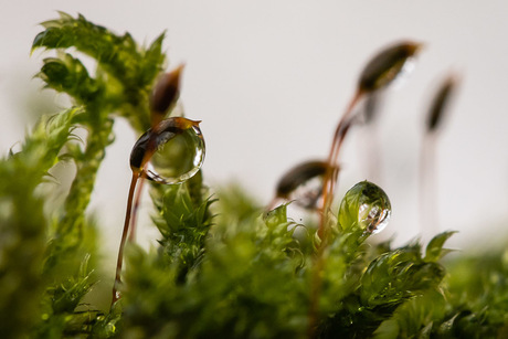 Mini landschap