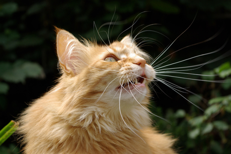 Nova, rode Noorse boskat poes