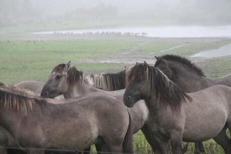 workshop met Steven Ruiter