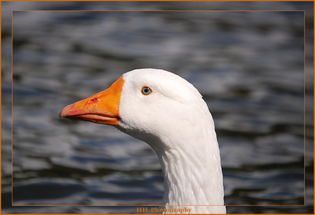 Oogcontact met een gans