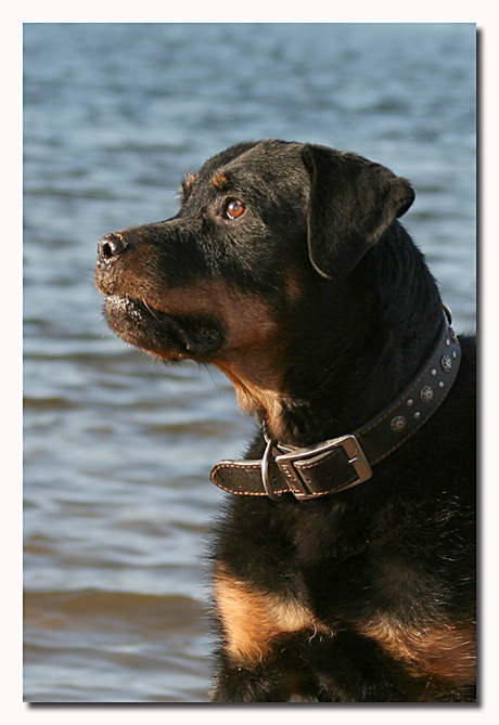 Djim ons Rottie