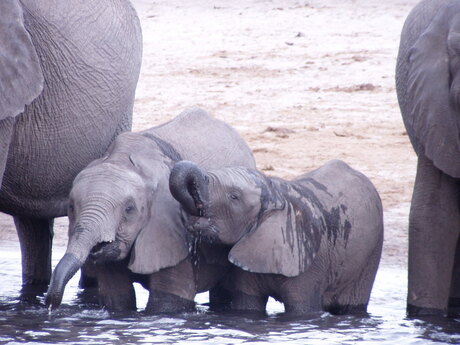 Kleine olifantjes