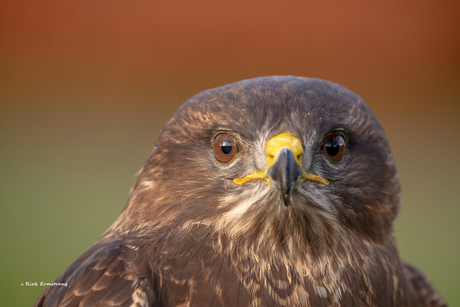 Buizerd