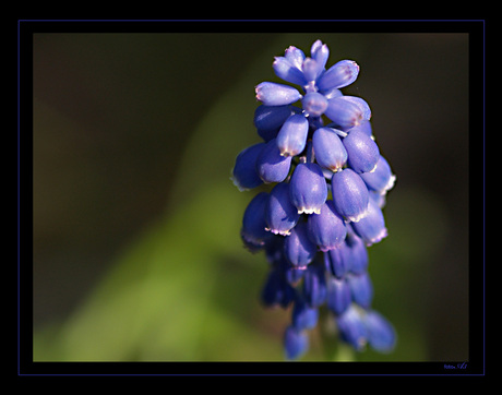 Garden blue